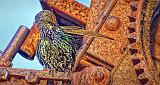 Preening Starling On A Rusty Perch_DSCF4918